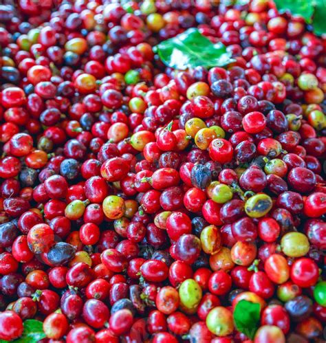 close   fresh red raw berry coffee beans  coffee leaves