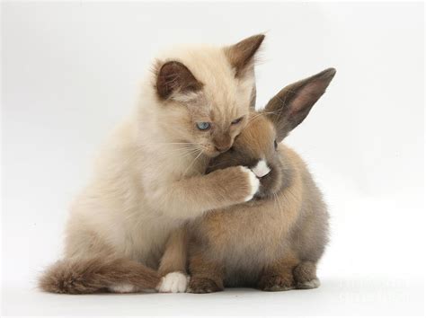 Ragdoll Cross Kitten And Young Rabbit Photograph By Mark Taylor Fine