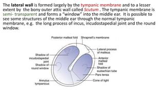 middle ear anatomy | PPT