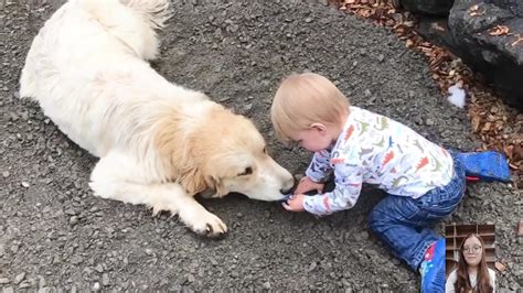 Adorable Babies Playing With Dogs Compilation - - One News Page VIDEO