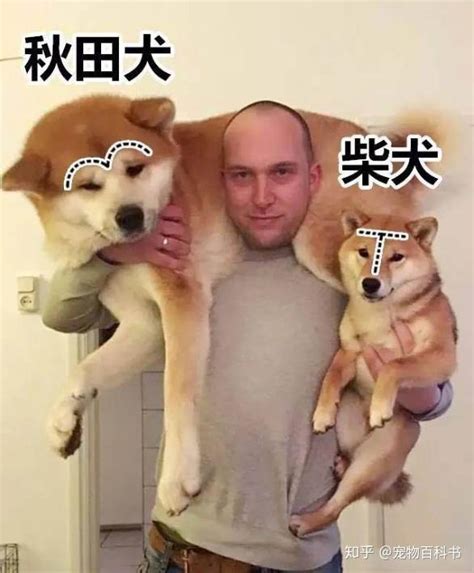 日本的“土狗”柴犬，凭什么能比中国土狗的身价贵几十倍？ 知乎