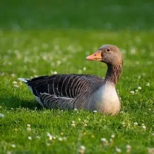 Greylag Goose - Facts, Diet, Habitat & Pictures on Animalia.bio