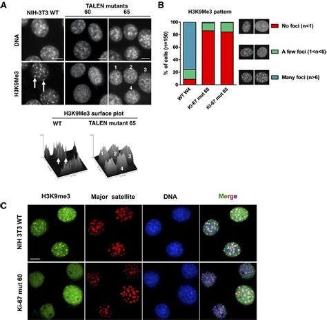 Figure The Cell Proliferation Antigen Ki Organises