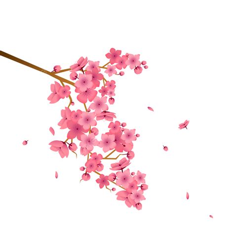 Cherry Blossom Petal Vector Png Images Pinkpink Cherry Blossom Petals