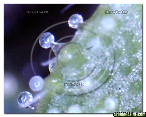 Digital Microscope @ 400x magnification view of Trichomes | 420 Magazine