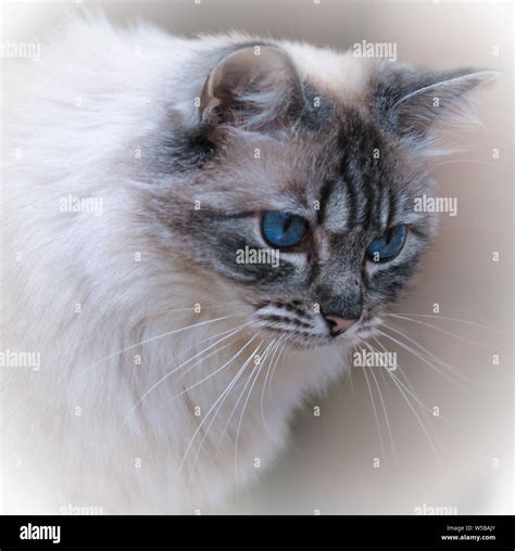 Gato Atigrado Con Ojos Azules Fotograf As E Im Genes De Alta Resoluci N