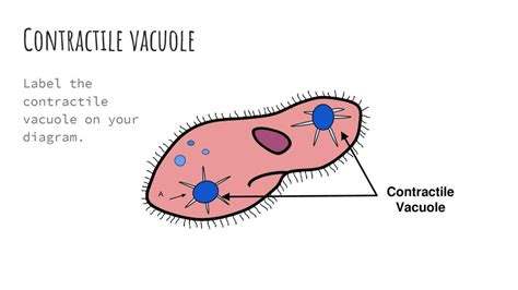 Contractile Vacuole Diagram