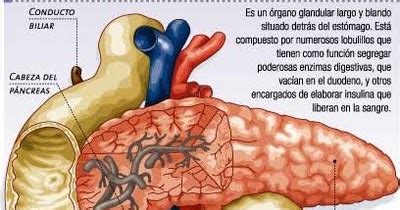 Insulinoma Que Es El Insulinoma