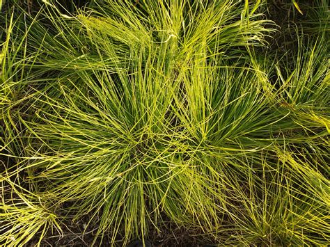 Осока горная (Carex montana) || питомник Дикие травы