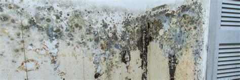 Mold Control Information! Control Water-Control Mold | Atlantic ...