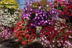 10 Best Trailing Annual Flowers - Urban Garden Gal