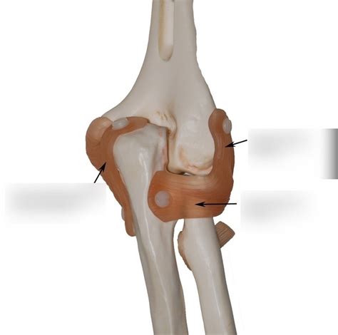 8 Elbow Joint Diagram Quizlet