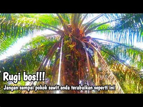 Peruning Pokok Sawit Terabaikan Seumur Hidupnya Setelah Di Peruning