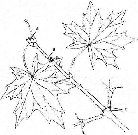 Ветка клена рисунок карандашом (39 фото)