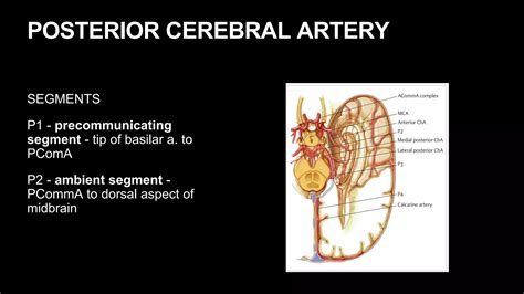 Neurovascular Anatomy.pptx