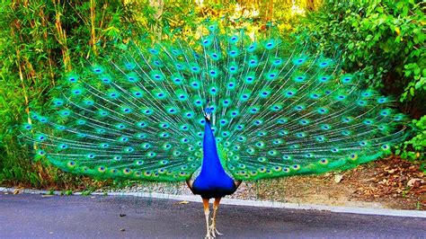 Amazing Peacock Dance Complete Peacocks Opening Feathers Youtube