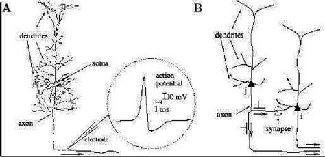 A Neuron And Its Spiking Download Scientific Diagram