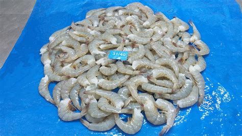 Frozen Vannamei Shrimps Headless Shell On Hlso Seafood Delicacy