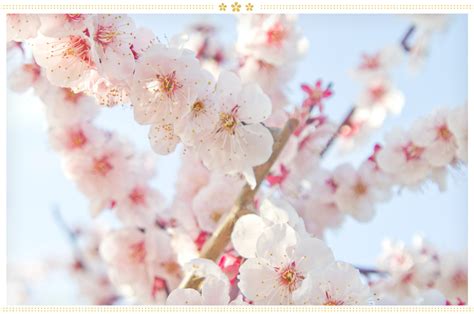 15 Japanese Flower Meanings And Where To Find Them Proflowers Blog