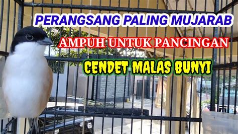 MUJARAB Pancingan Cendet Stres Macet Bunyi AMPUH Untuk Terapi Cendet