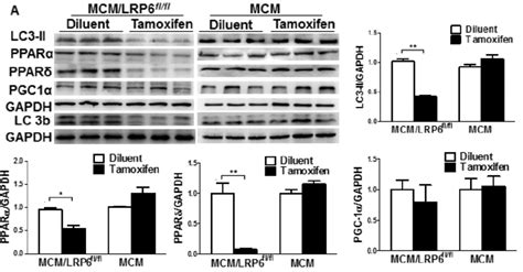 Western blot analysis of LC3-II, PPARα, PPARδ, PGC1α and LC3b (LC3-I ...