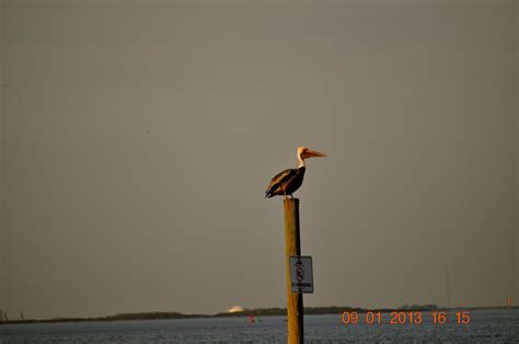 Brown Pelicans Apollo Beach Pelican Manatee