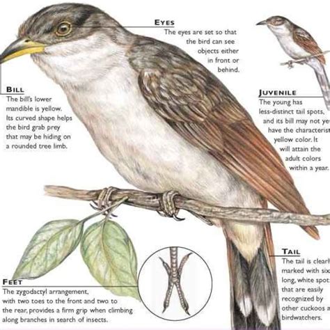 Yellow Billed Cuckoo February Bird Of The Month Friends Of The