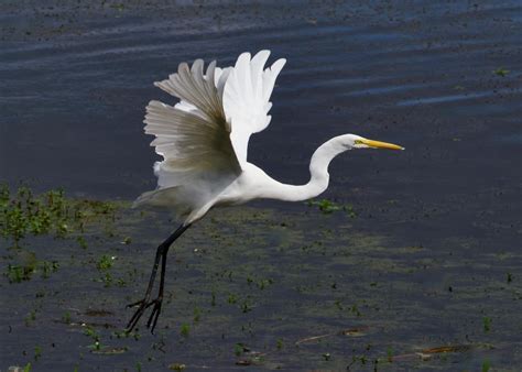 Elegant Great Egret Taking Flight Over WaterFree Stock Photo