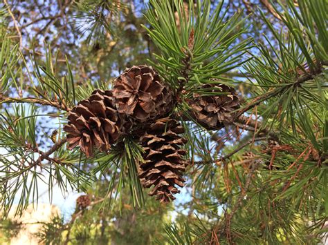 Pinus Virginiana Pinaceae