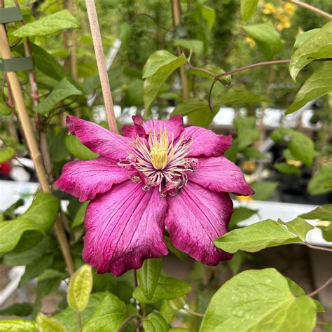 Clematis ‘Ville de Lyon’ – Find haveplanter