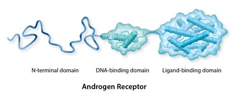 Our Target, the Androgen Receptor - ESSA Pharma