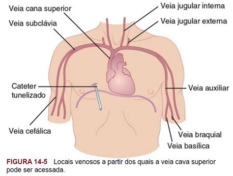 Explique Como A Nutri O Parenteral Nutri O