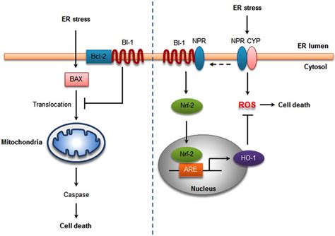 Bi Protects Against Er Stress Induced Apoptosis The Bi Induced