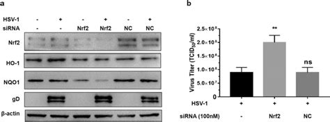 Silencing Of Nrf Promotes Virus Replication Hep Cells Were