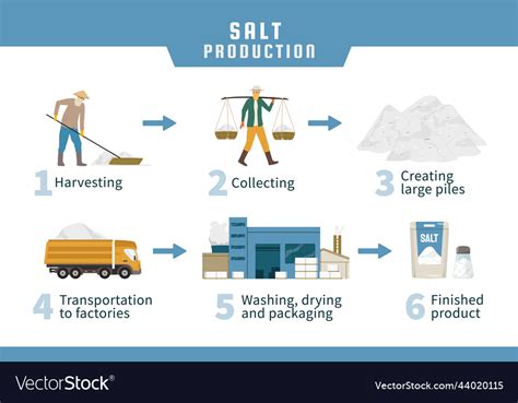 Salt Production Infographics Royalty Free Vector Image