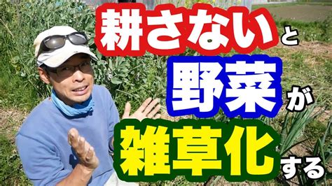 春の自然農畑で雑草化した野菜を探す【無農薬無肥料不耕起】2021年4月7日 Youtube