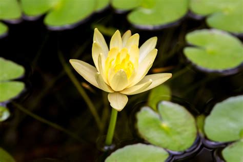 How To Grow And Care For Water Lilies Indoors