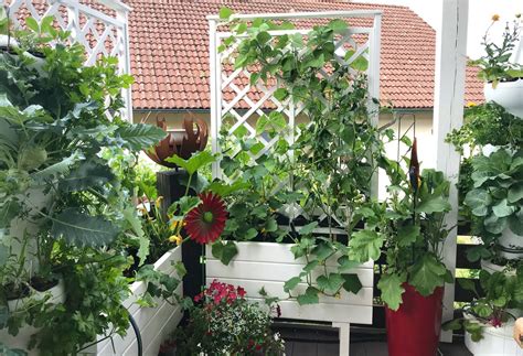 Hydroponik: Juli - Selbstversorger Balkongarten Projekt