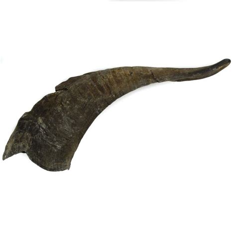 Goat Horn Large 10 12 Chews True Carnivores