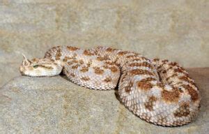 Horned Viper Facts, Description, Diet, and Pictures