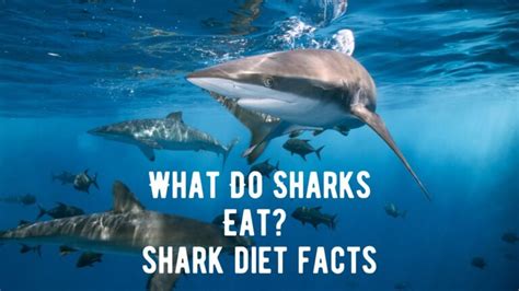 What Do Sharks Eat? Exploring the Diverse Diet of Sharks - Shark Truth