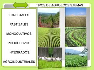 Andrea Agroecosistemas PPT