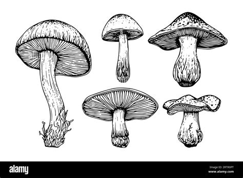 Hand Drawn Ink Sketch Of Mushrooms Set Engraving Vintage Style Vector