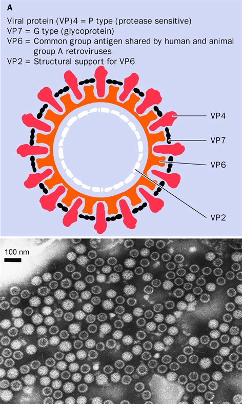 Rotavirus Vaccines Against Diarrhoeal Disease The Lancet