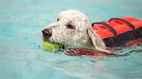 Dog Swimming 101 & Expert Doggy Paddle Tips for Beginners | BeChewy