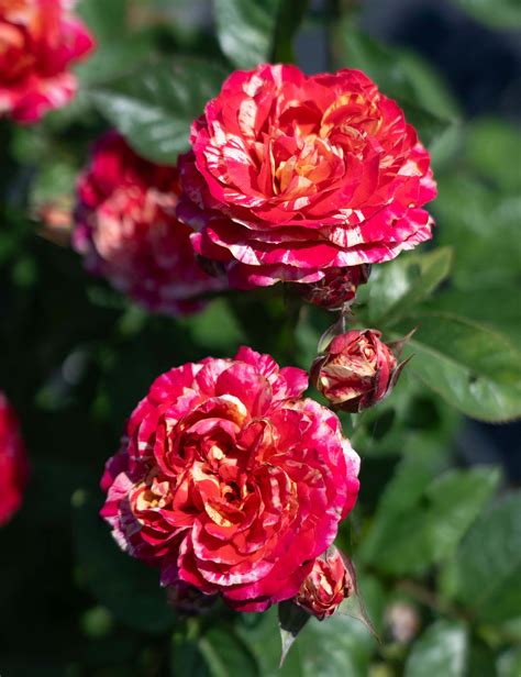 Run defense improvements lead to a winning streak for the team 1