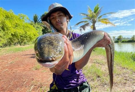 Giant Mottled Eel (Anguillidae) - New Lake Species