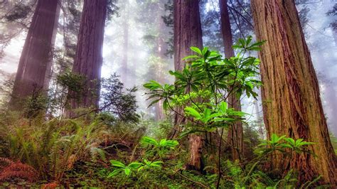 14 Redwood Trees Wallpapers - Wallpaperboat