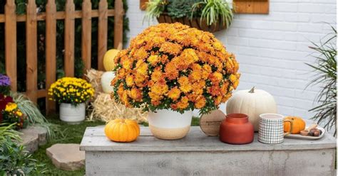 30 Best Fall Flowers For Your Stunning Autumnal Garden