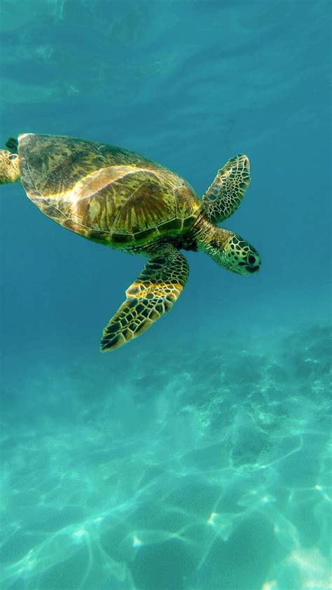 Sea Turtle Wallpaper For Iphone Infoupdate Org